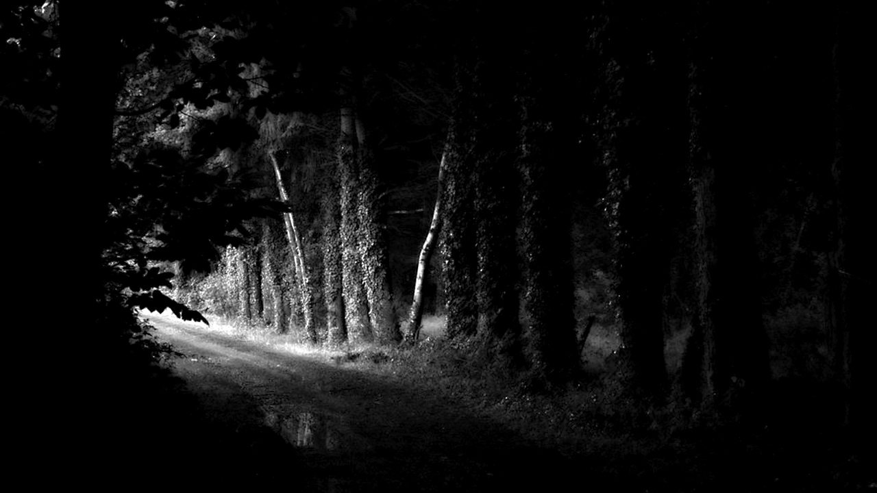 a dark forest road