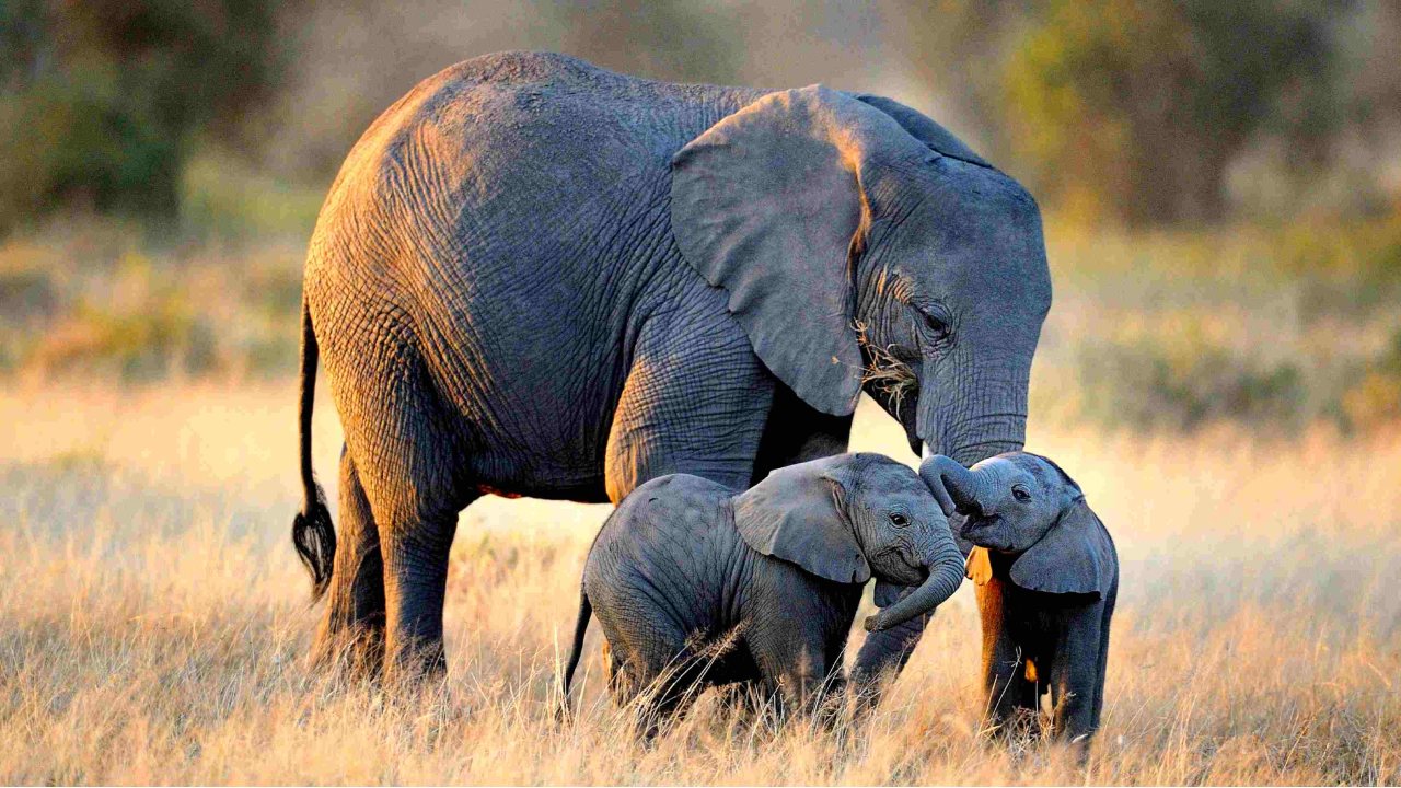 An African elephant and her cubs