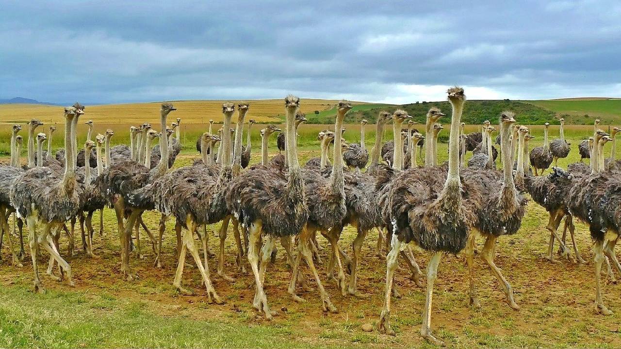 ostriches