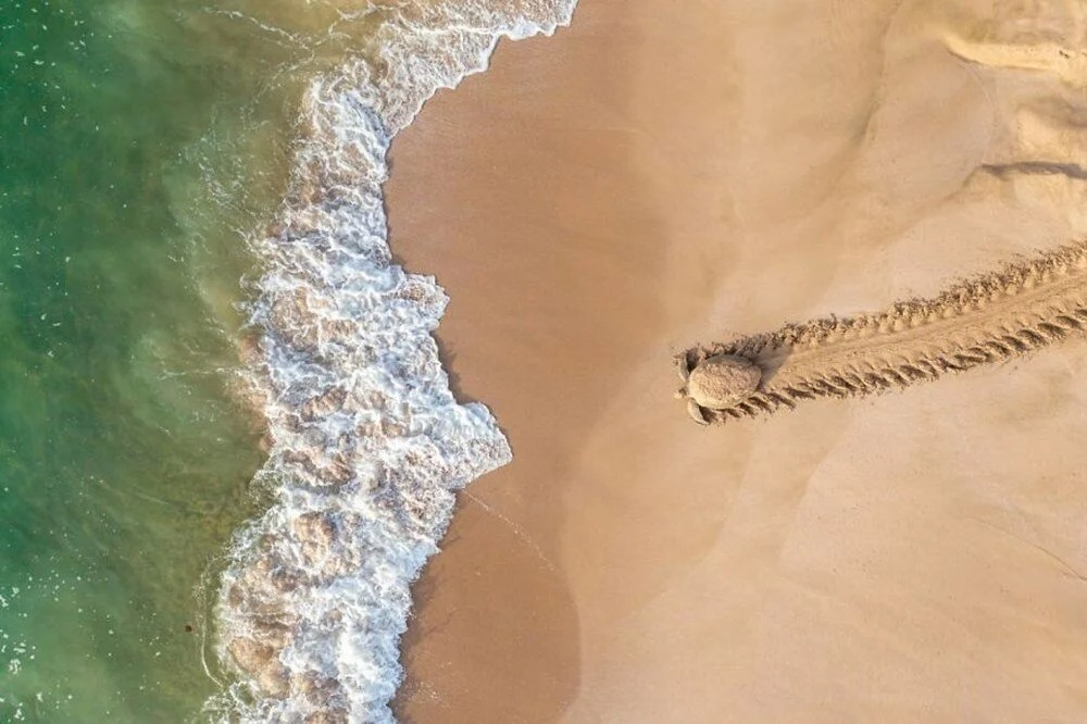 best drone photo of the year wildlife
