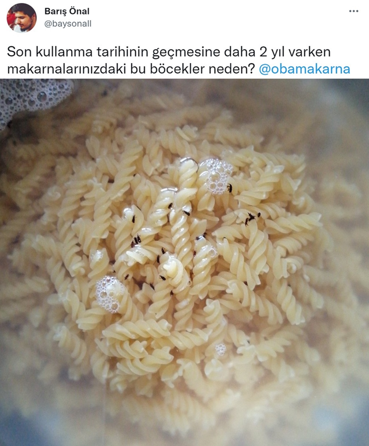 oba pasta insect