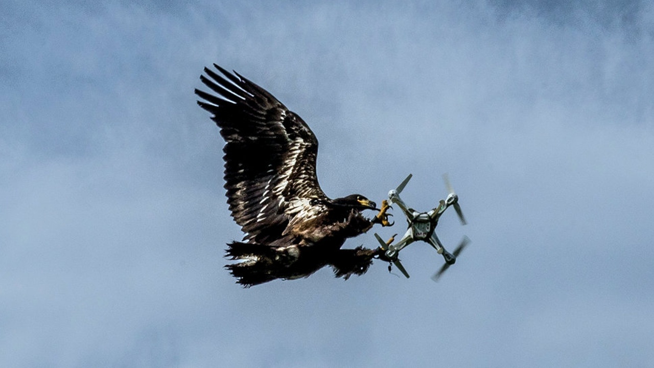 bird attacking a drone