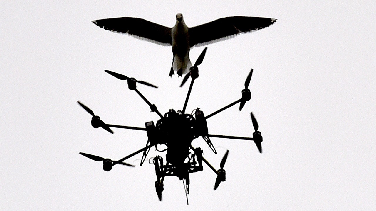 drone and bird