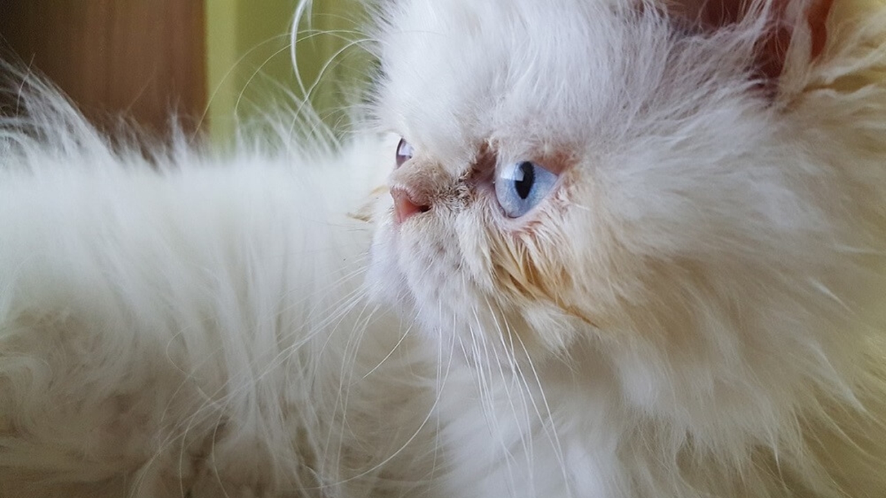 Persian cat disease