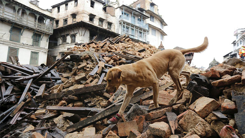 earthquake dogs