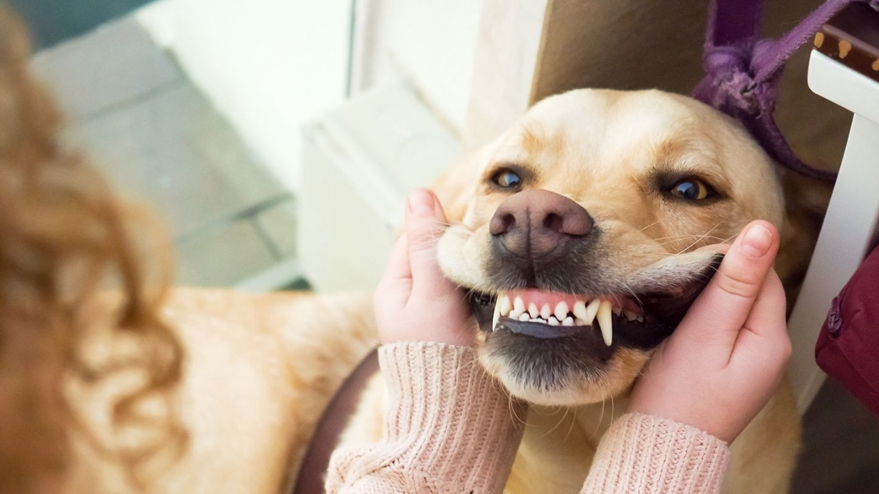 dog dental care
