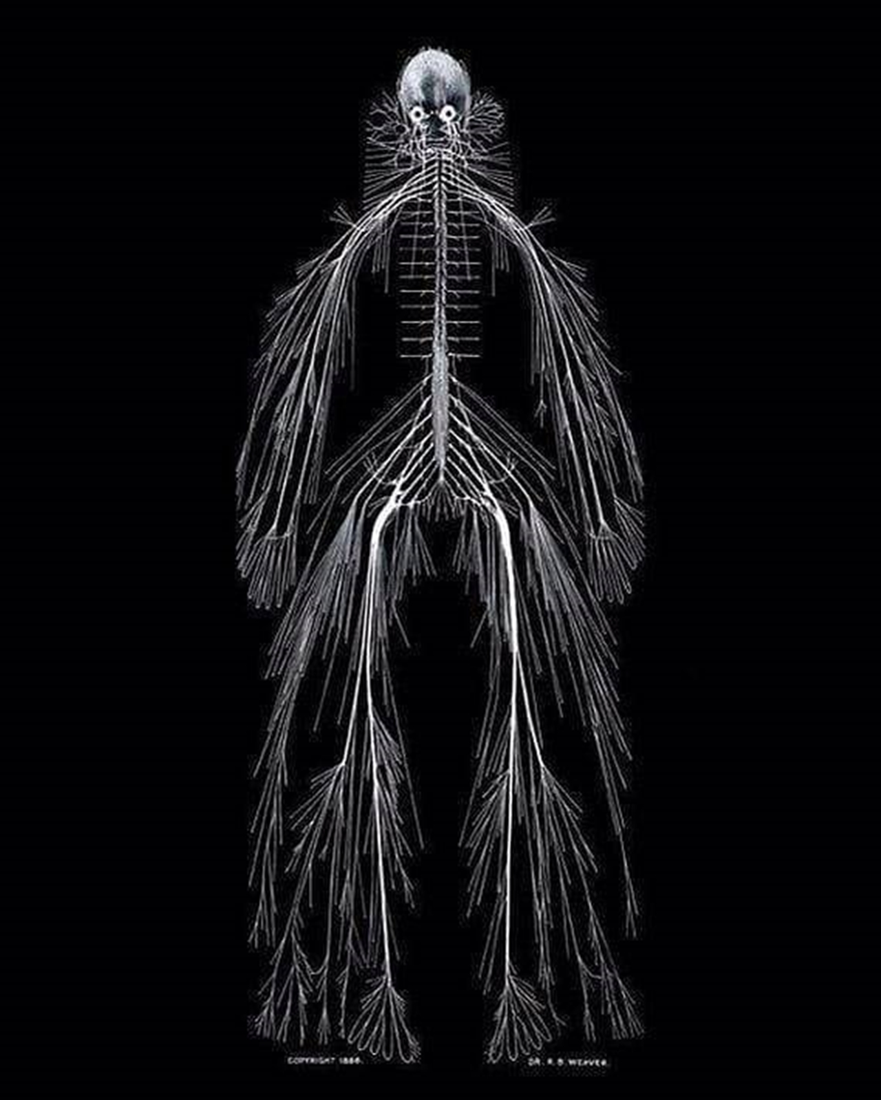 nervous system