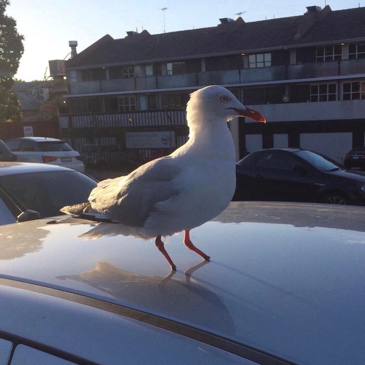 footless seagull