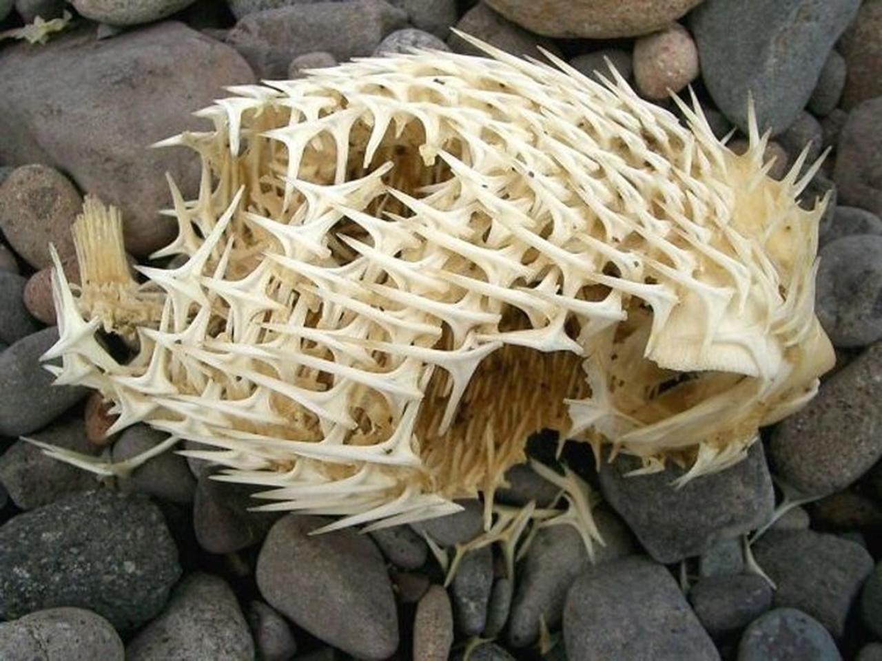 blowfish skeleton