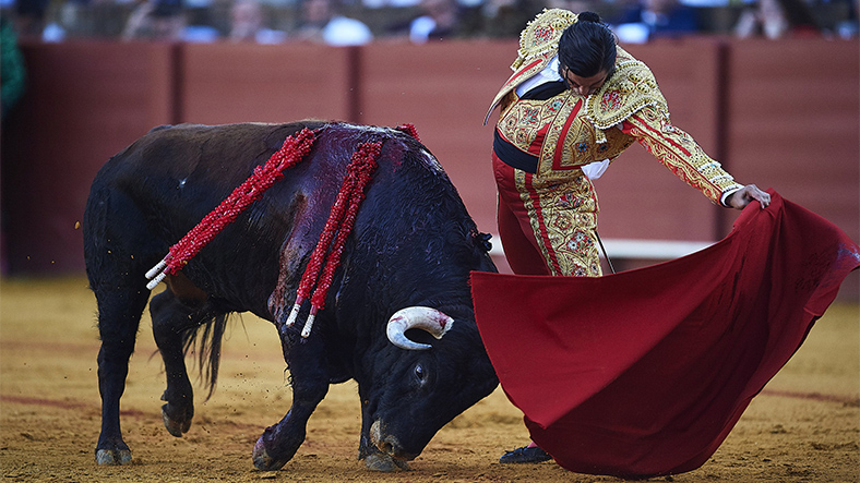 matador and bull