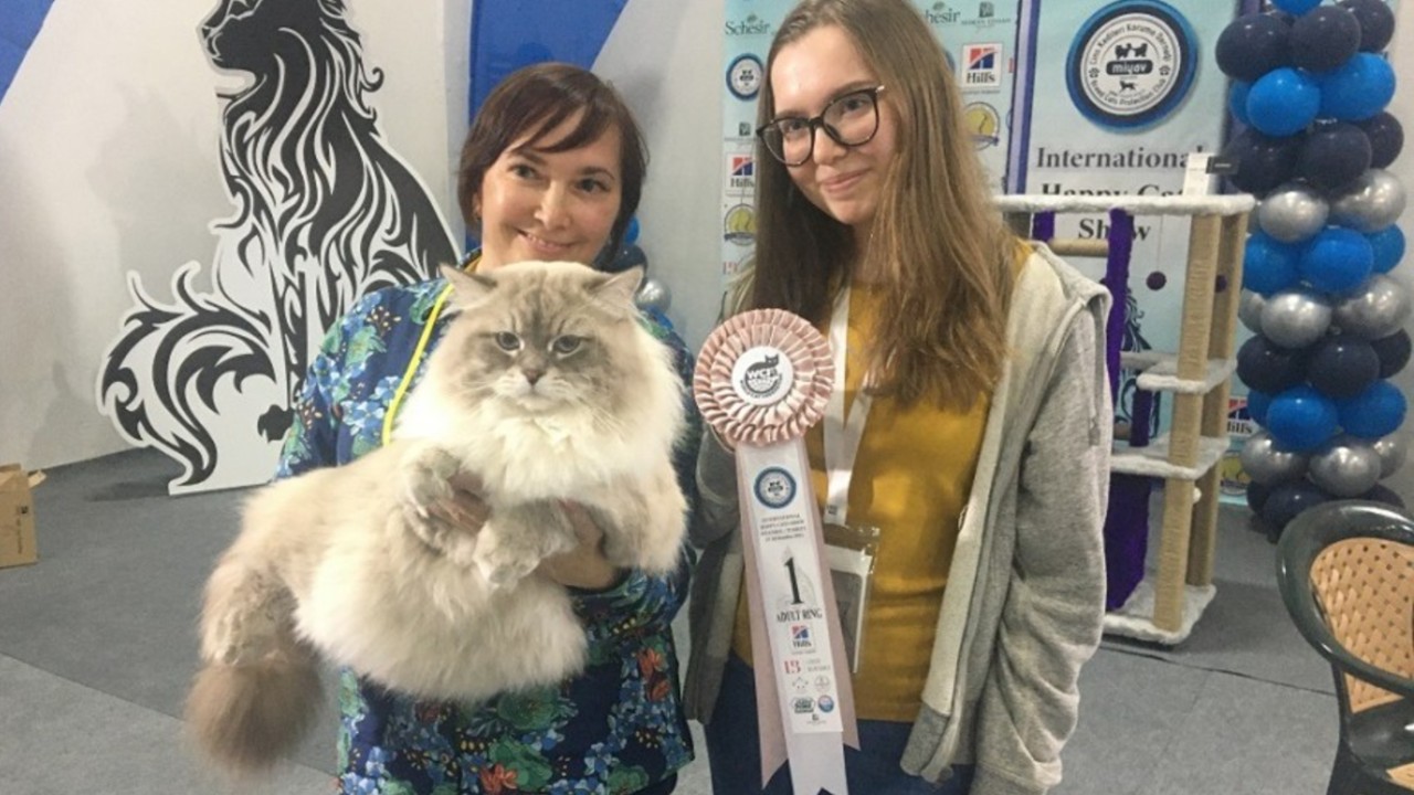 mutlu kediler yarışması