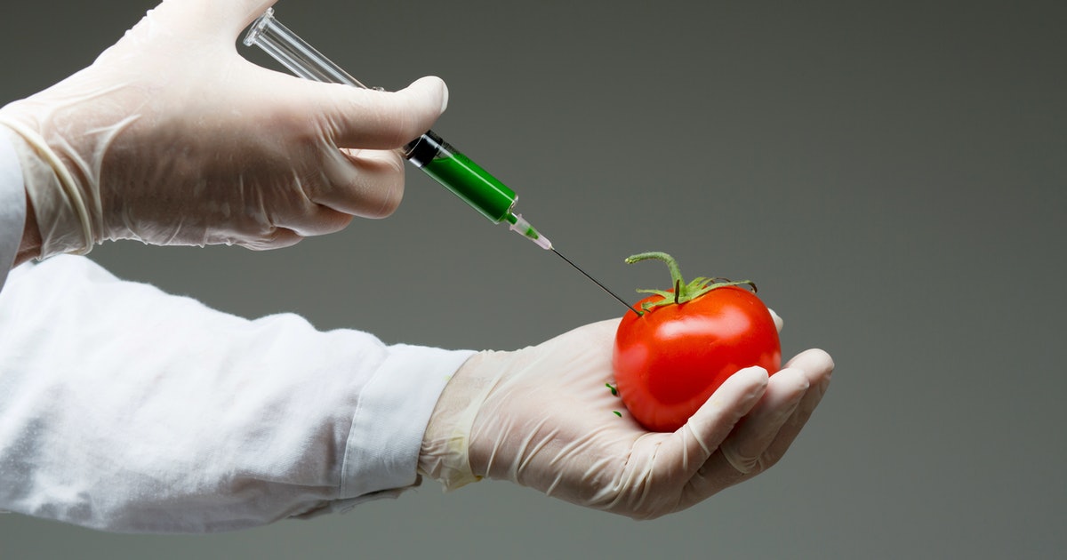 gmo-tomato