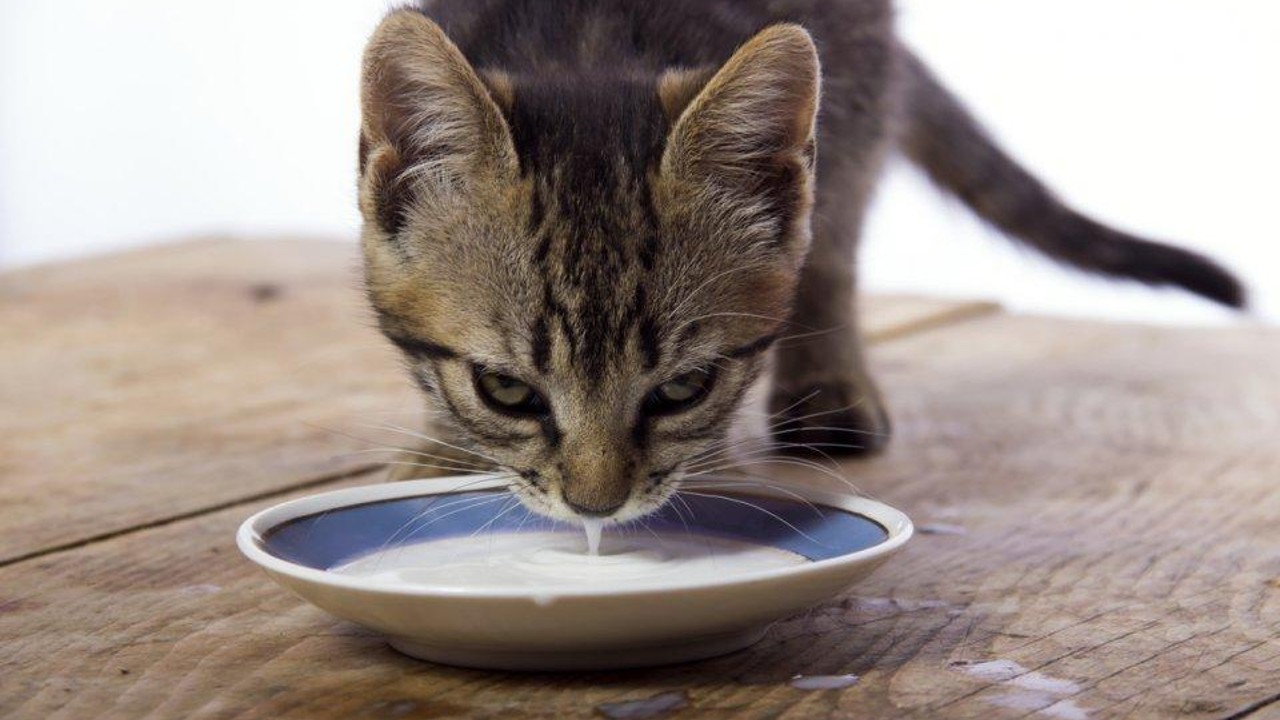 cat milk