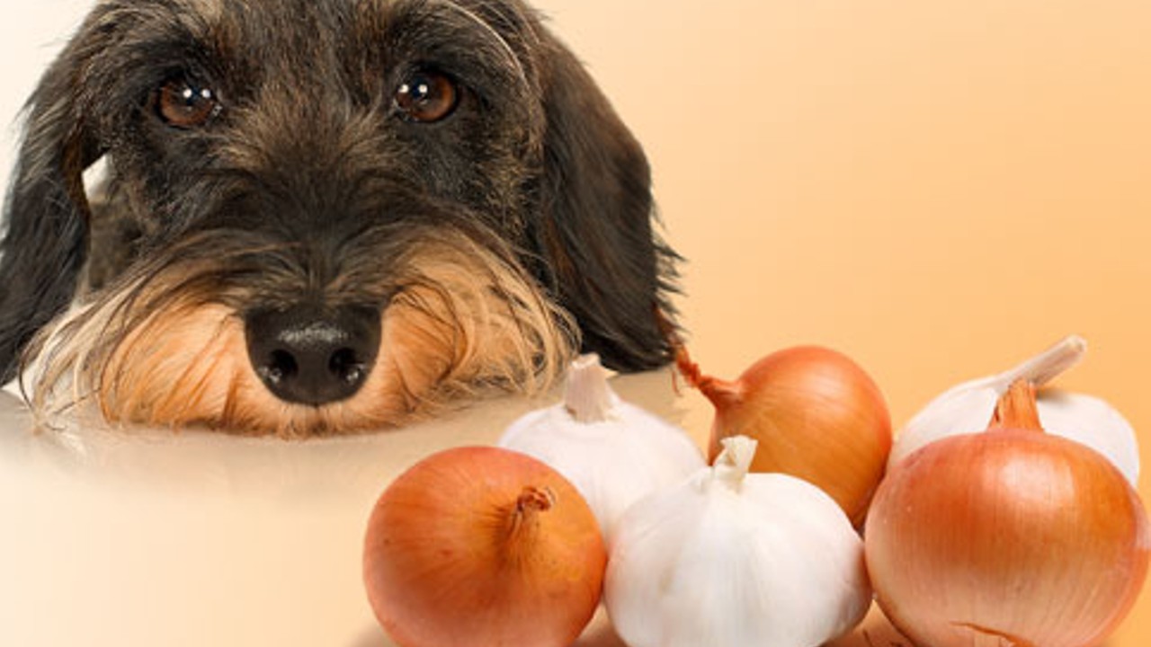 Можно ли собаке давать курицу. Овощи для собак. Фрукты и овощи для собак. Собака ест овощи. Собаки которые едят овощи.