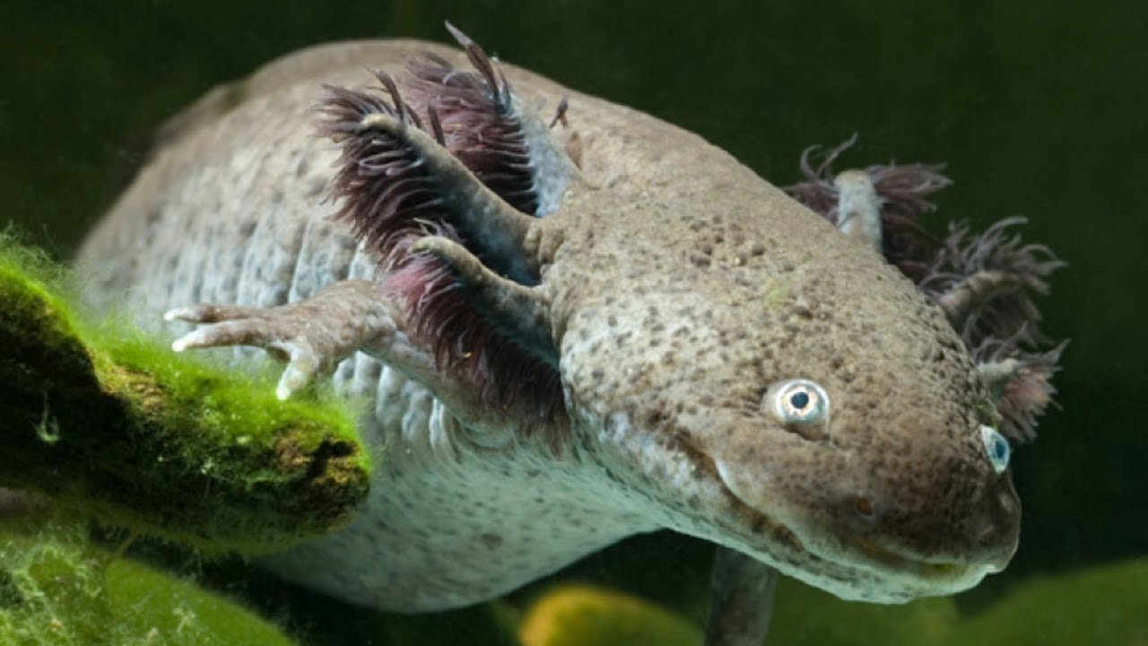 axolotl salamander