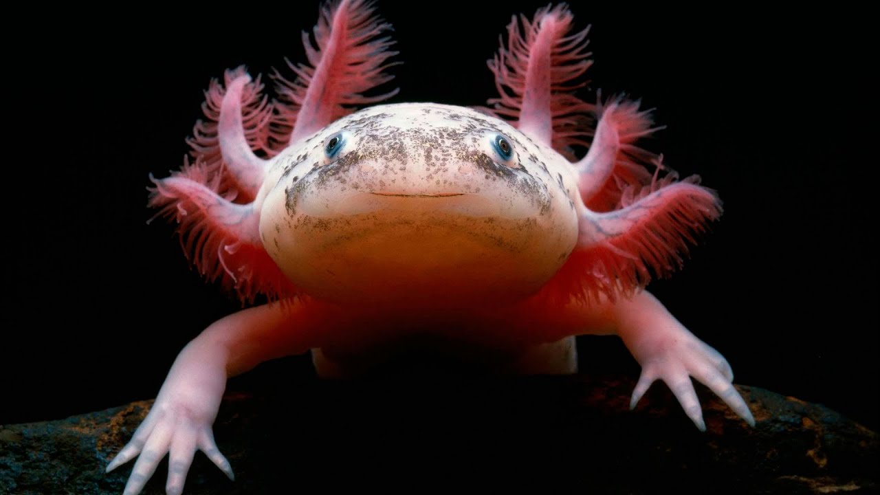 axolotl salamander