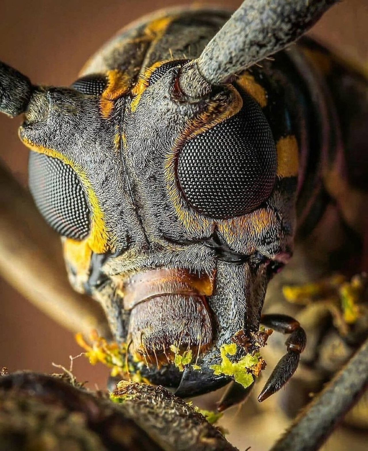 arıların dili