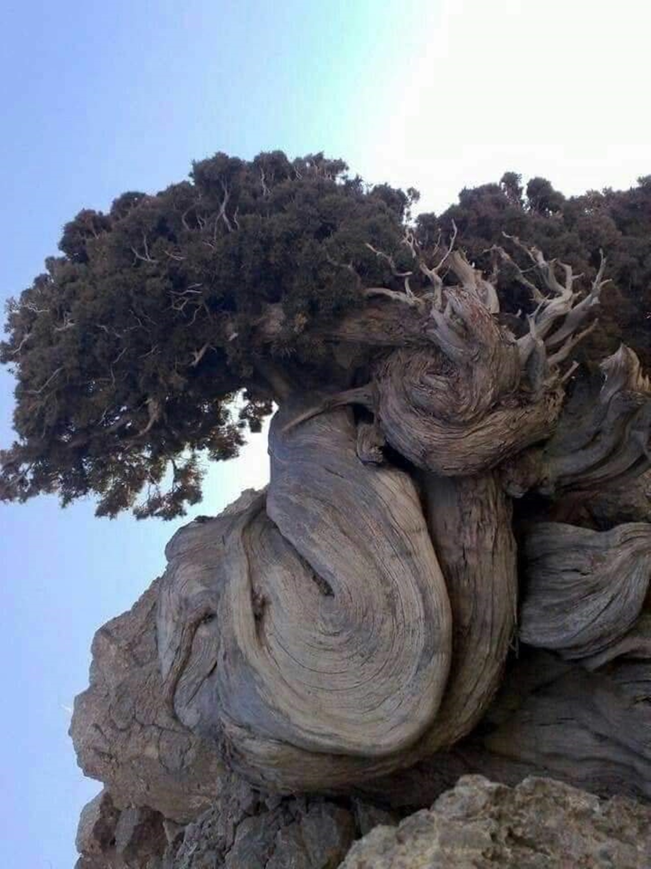 Самые страшные чудеса. Мафусаил дерево. Кипарис Тандур Иран. Необычные деревья. Причудливые корни деревьев.