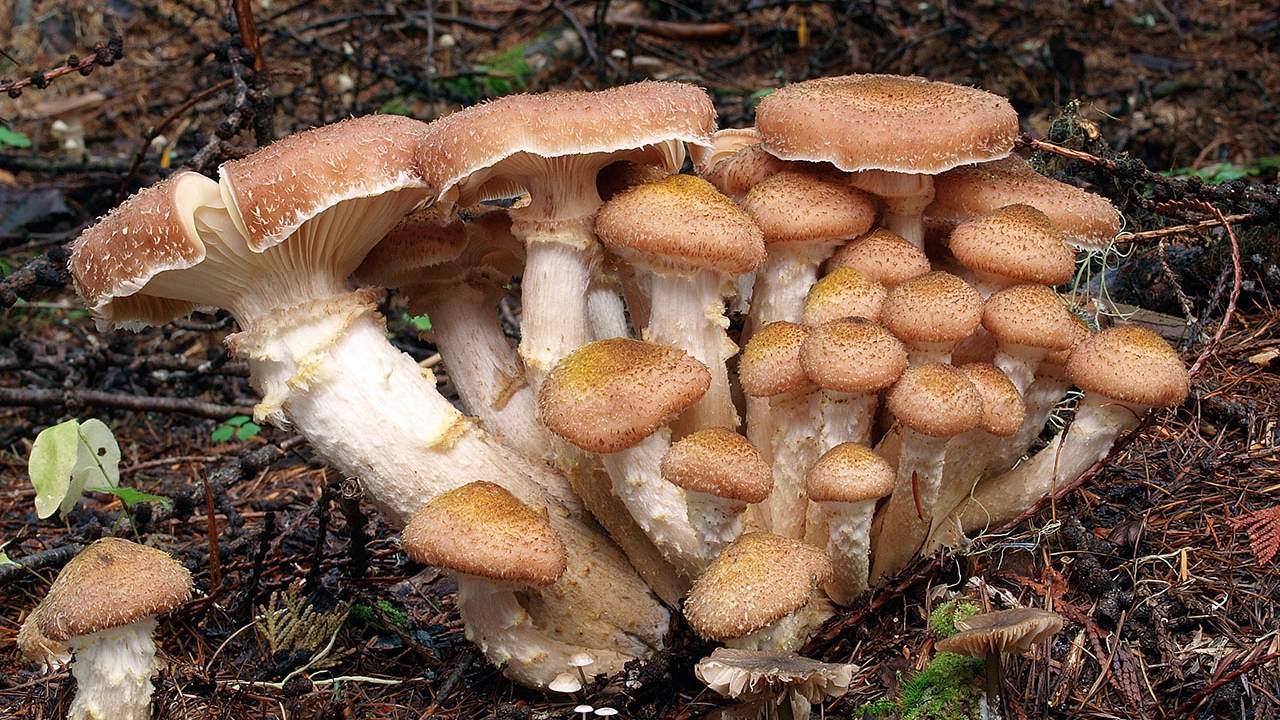 Armillaria ostoyae