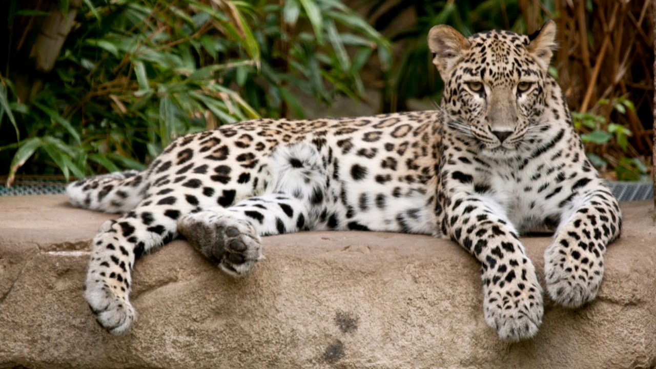 Anatolian leopard, snow leopard