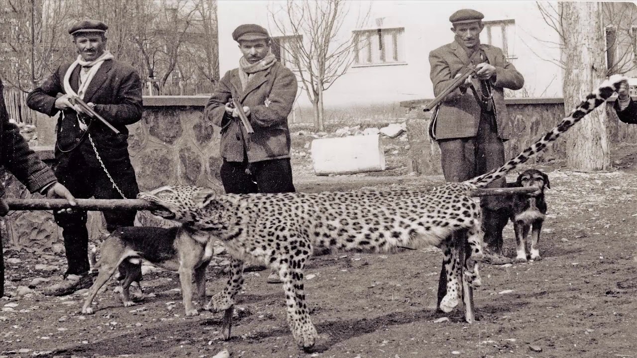 Anatolian leopard, snow leopard