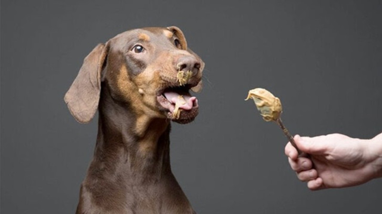 dog eating peanut butter