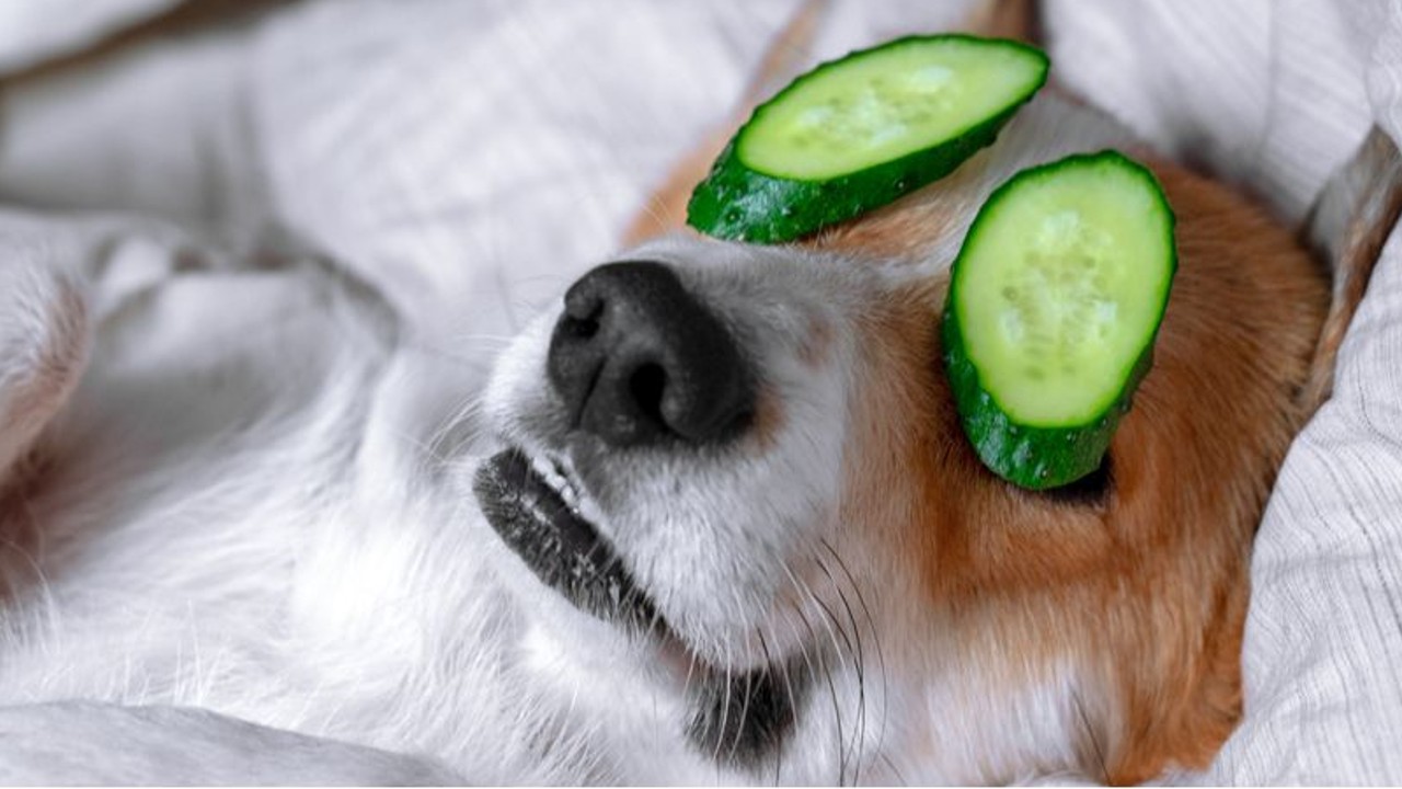 dog eating cucumber