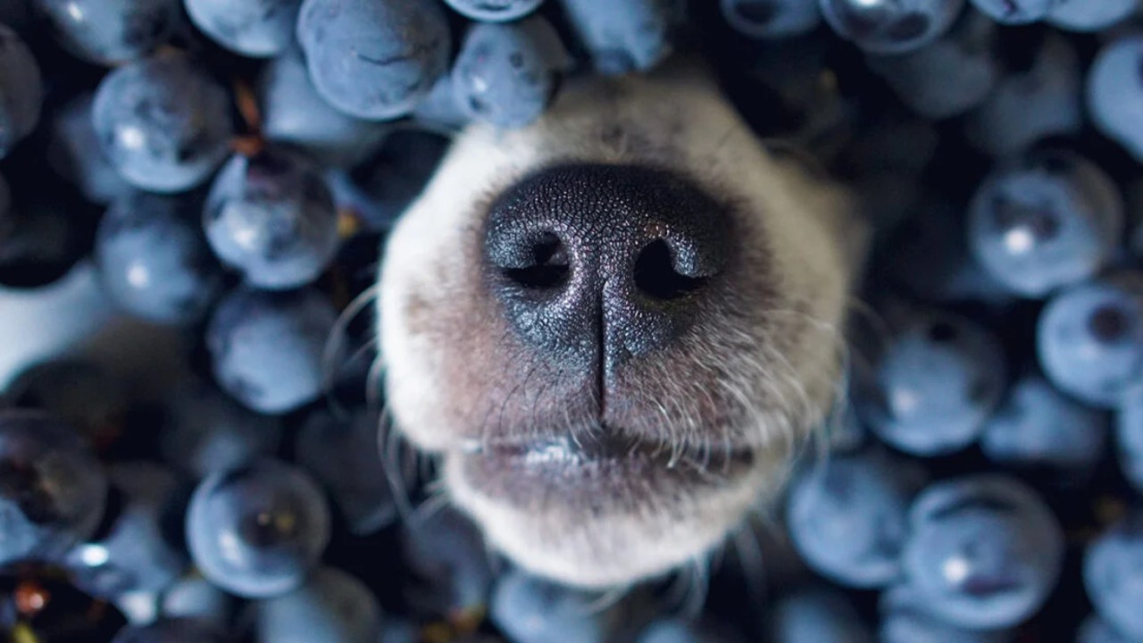 blueberry dog