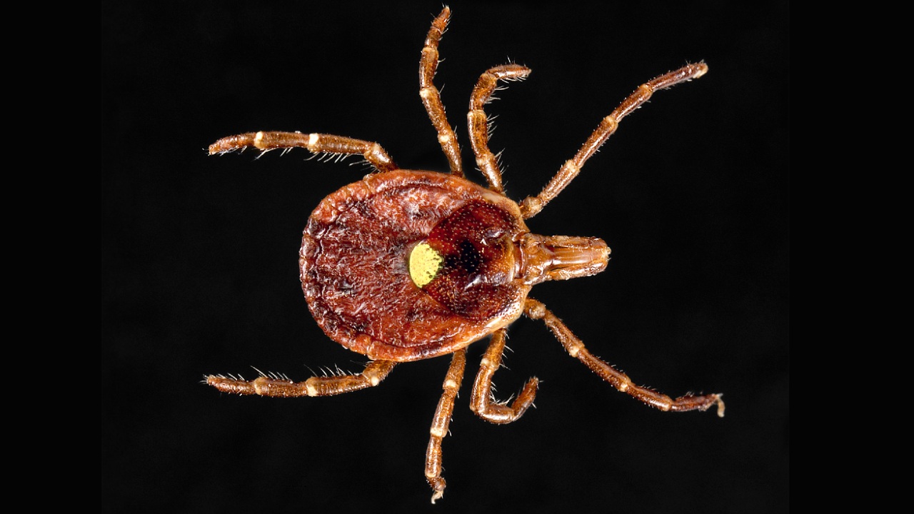 american tick