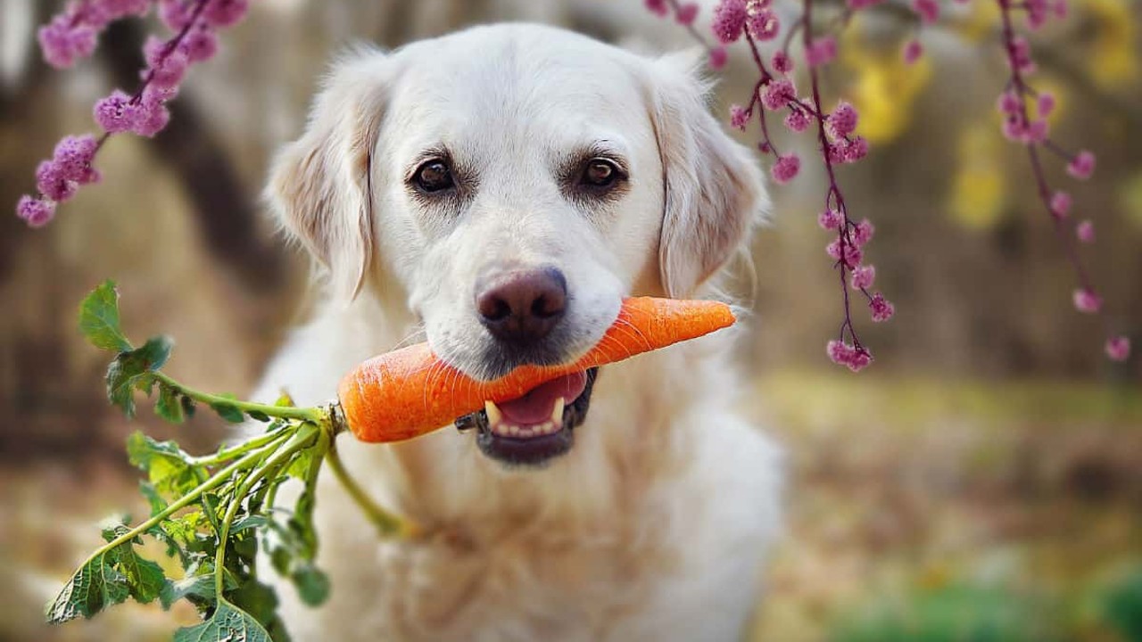 carrot dog