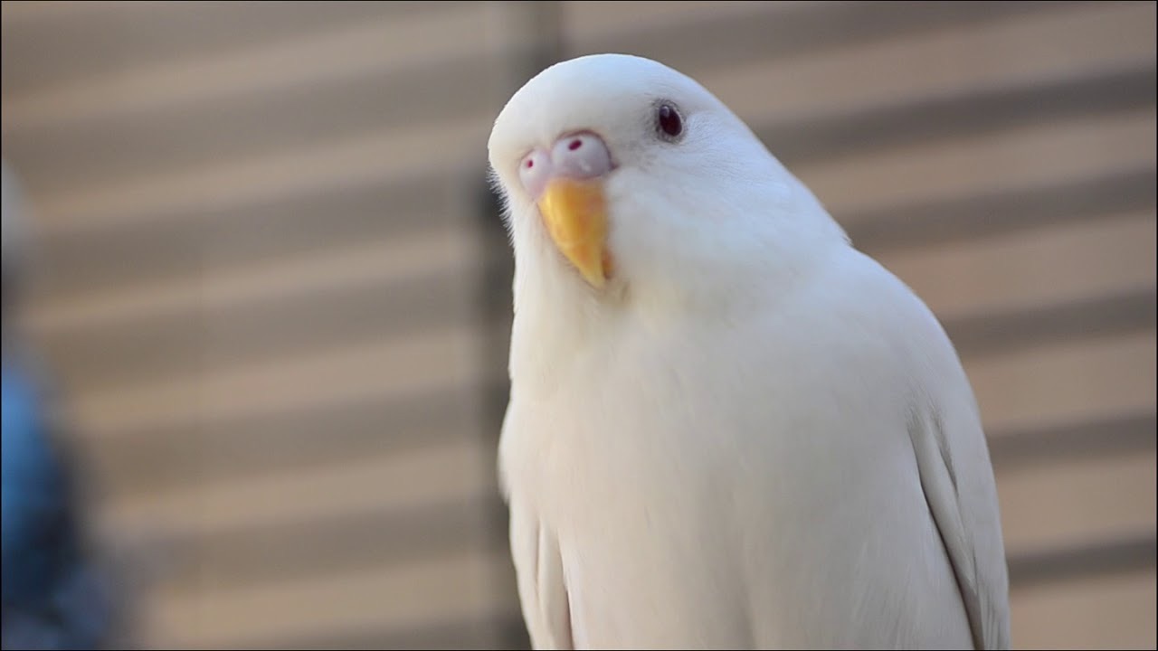 beyaz muhabbet kuşu