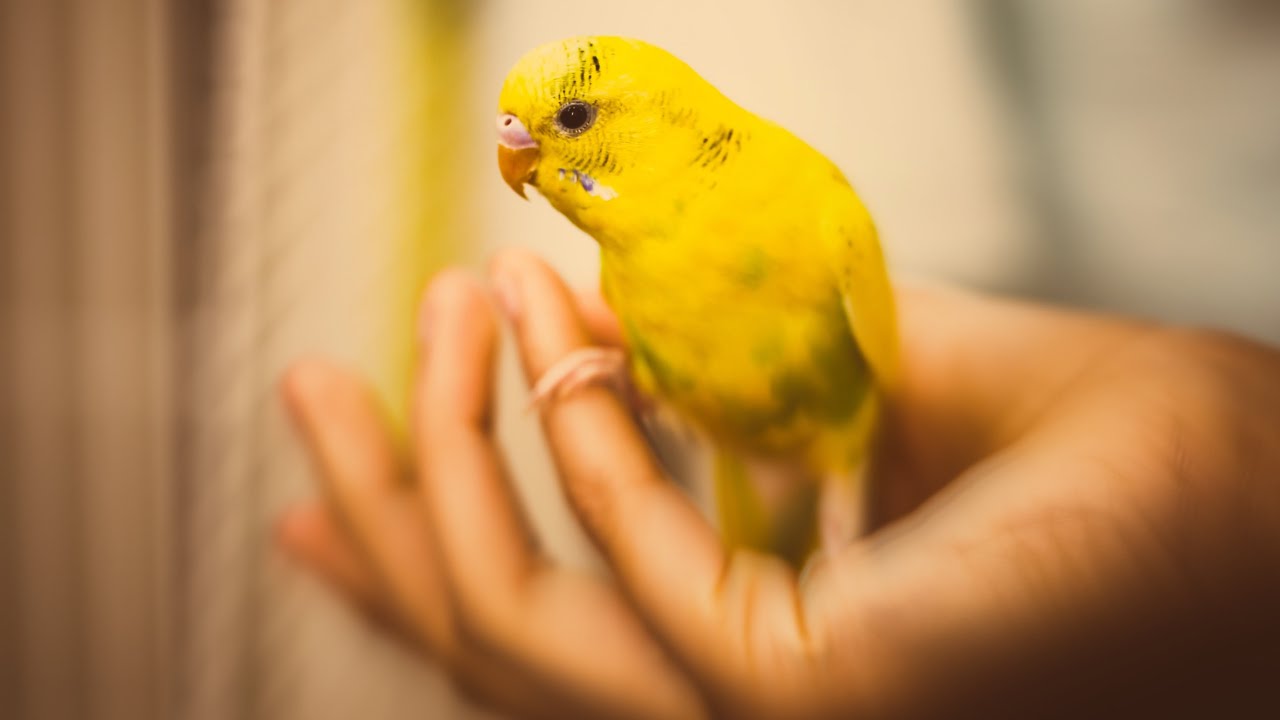 sarı muhabbet kuşu