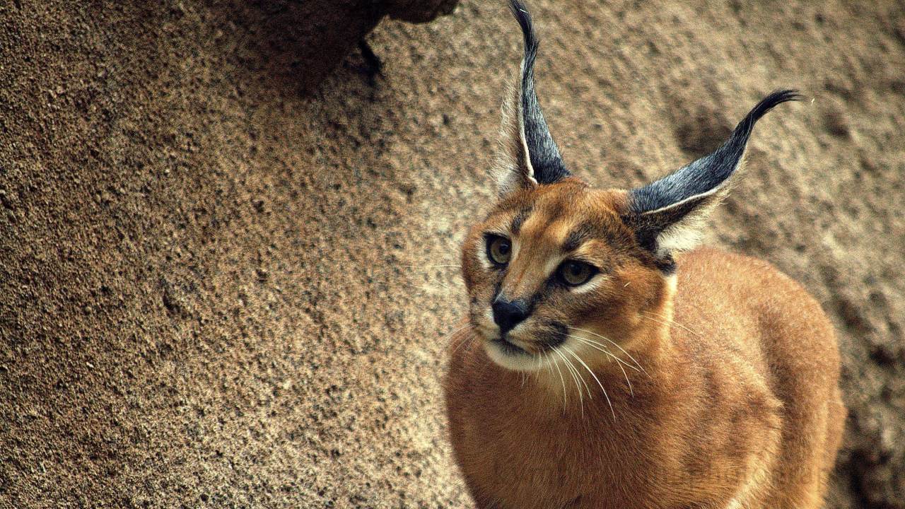 Caracal