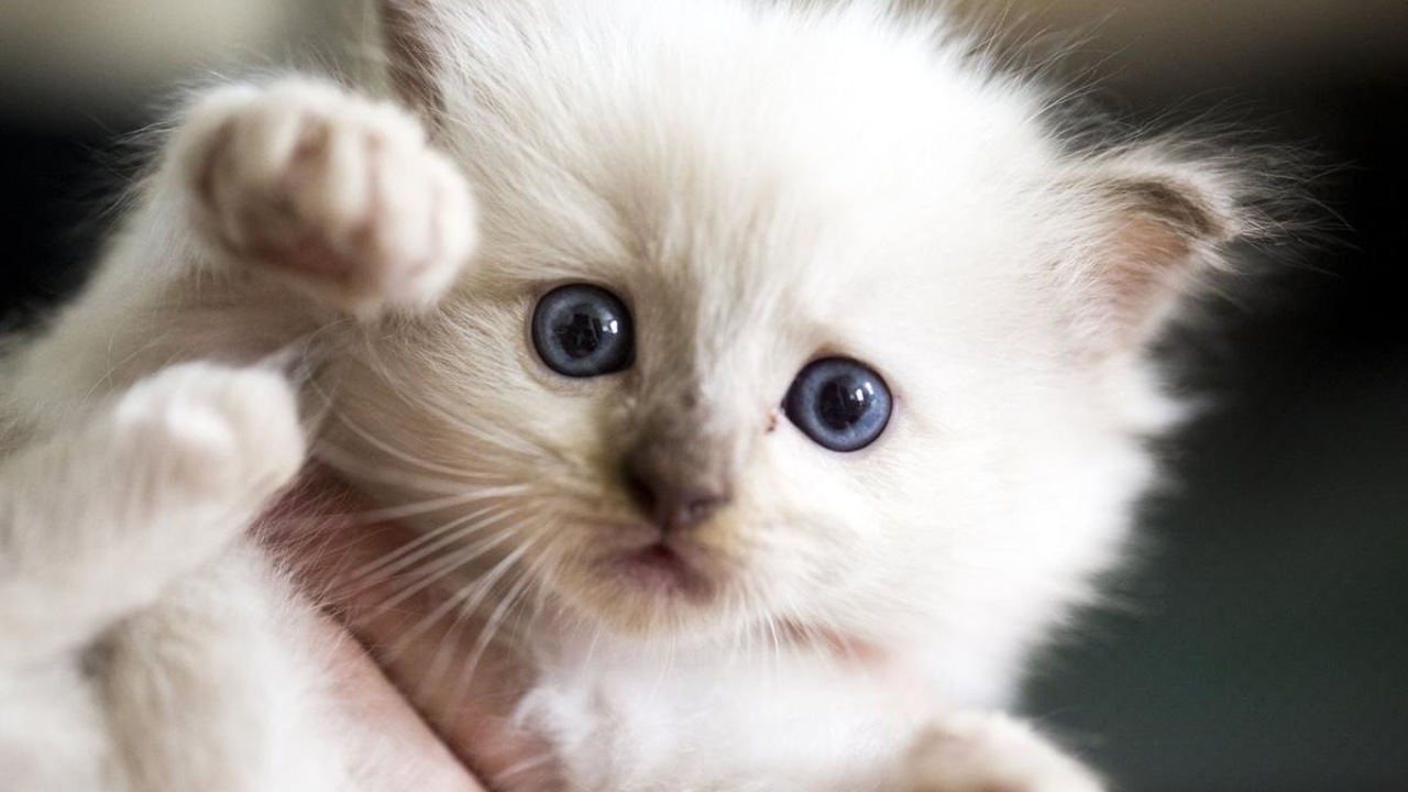 Trkiye'de Yaayan Birbirinden Gzel Kedi Trleri