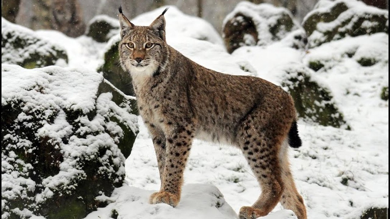 Lynx