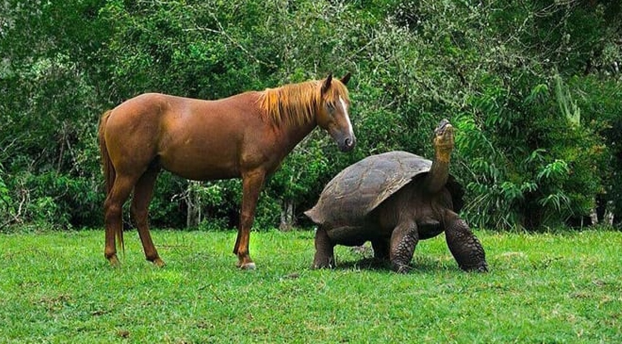 horse and turtle