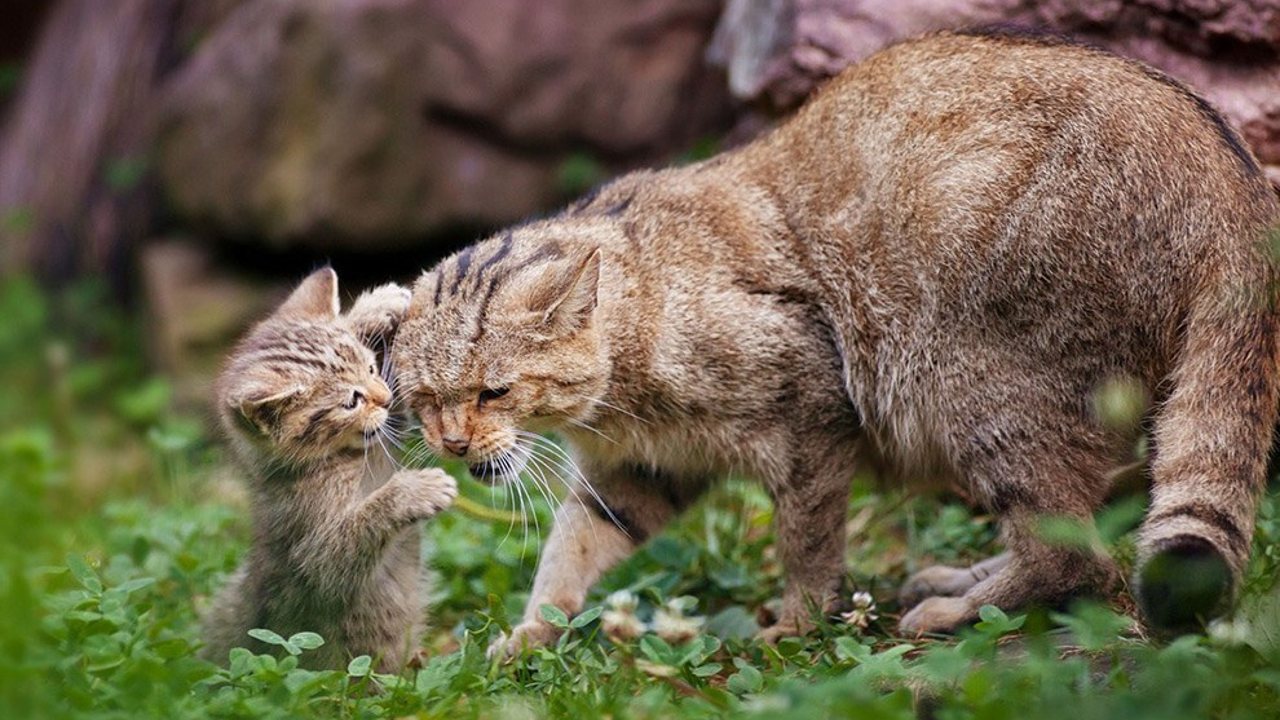 Trkiye'de Yaayan Birbirinden Gzel Kedi Trleri