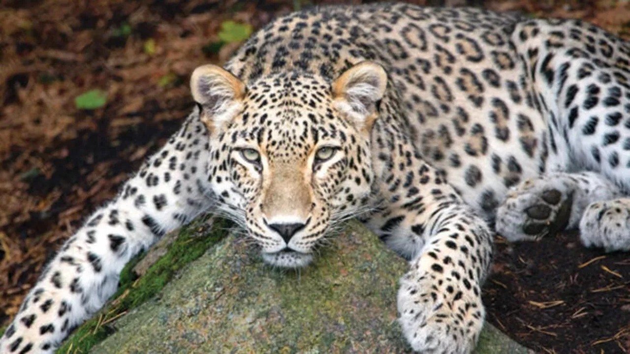 Anatolian leopard