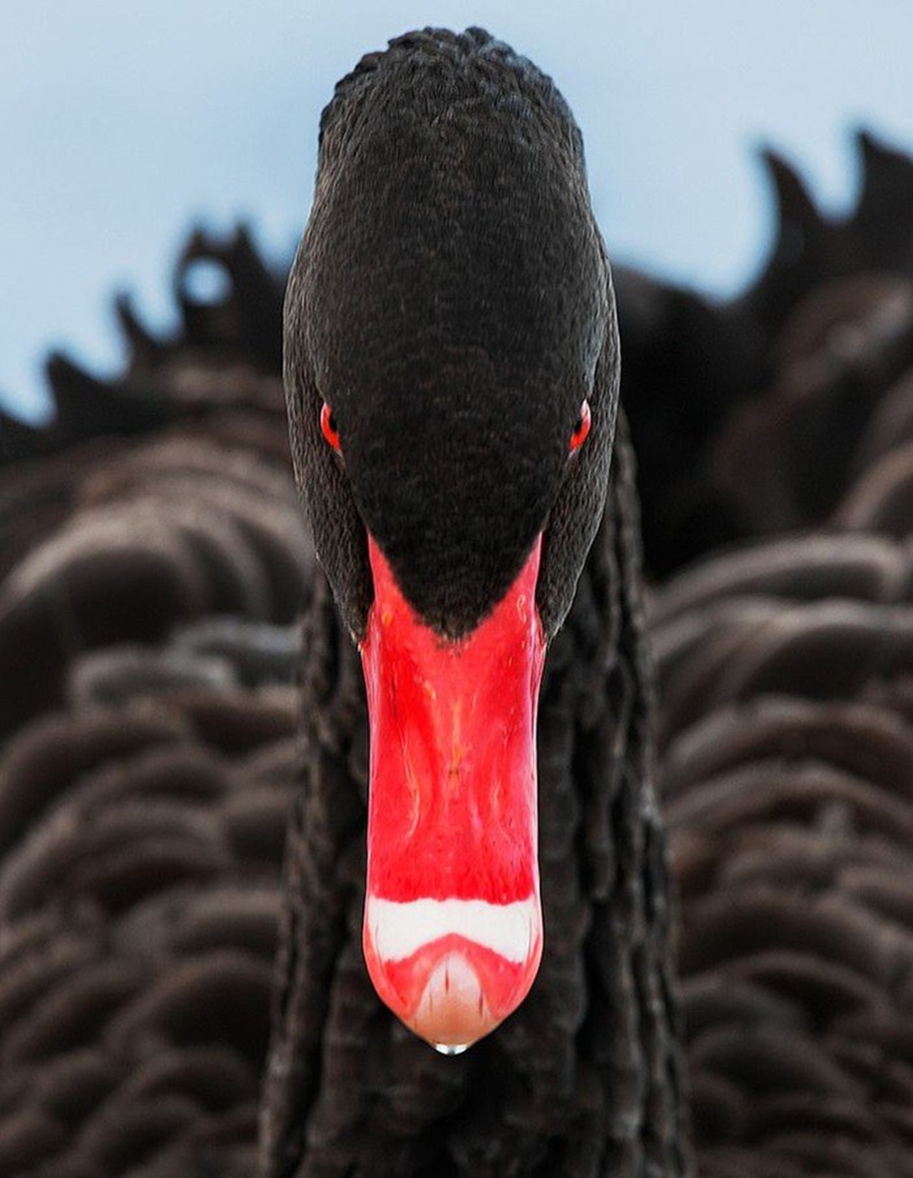 black Swan