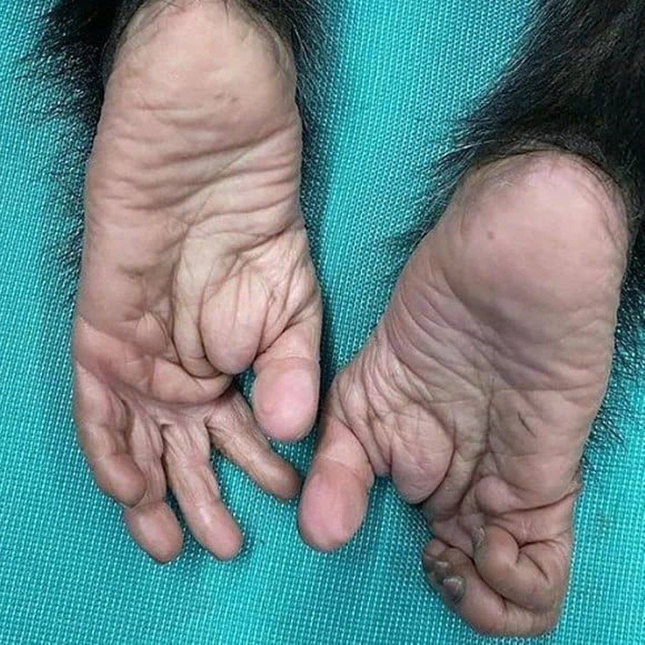 gorilla foot