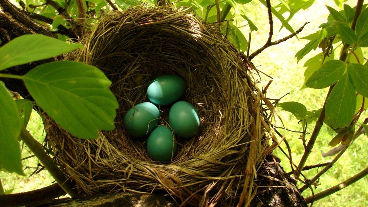 bird's nest egg
