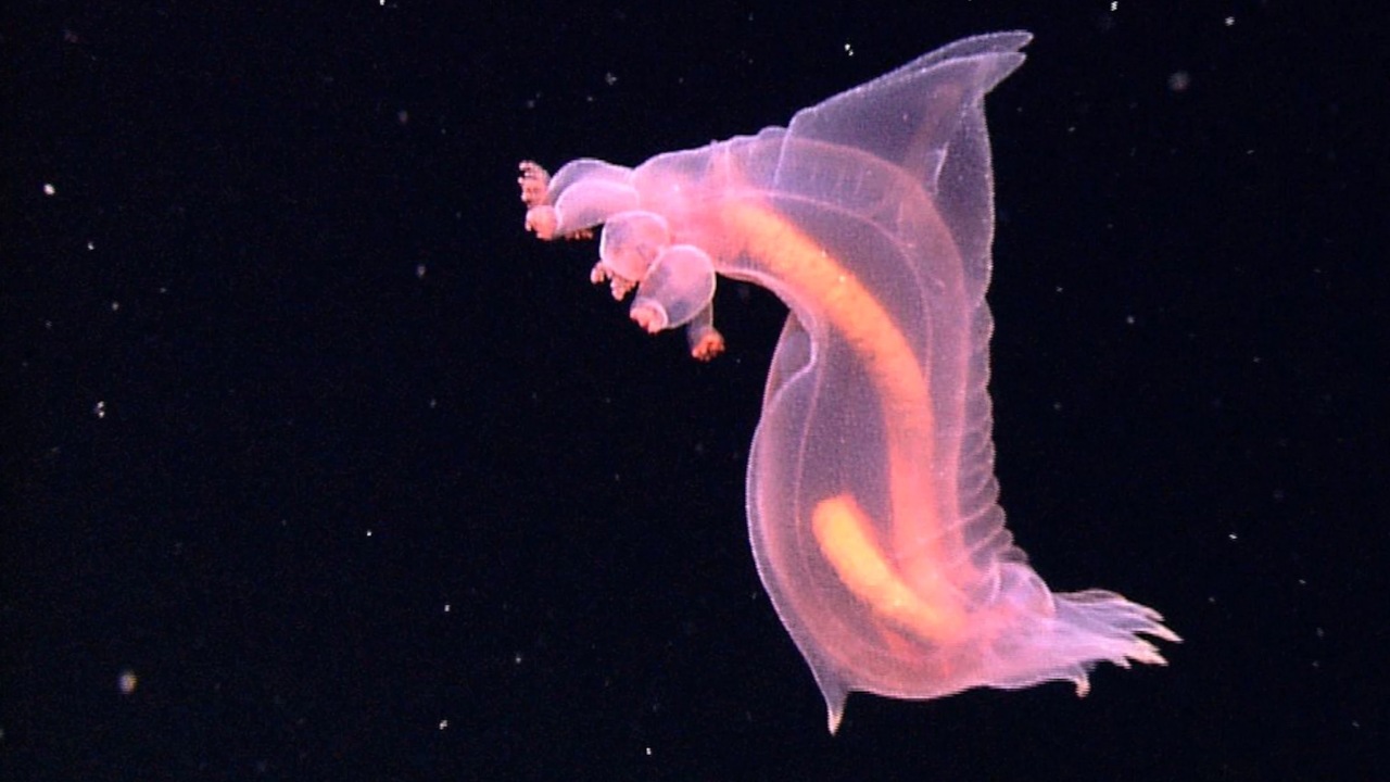 deep ocean floor organisms