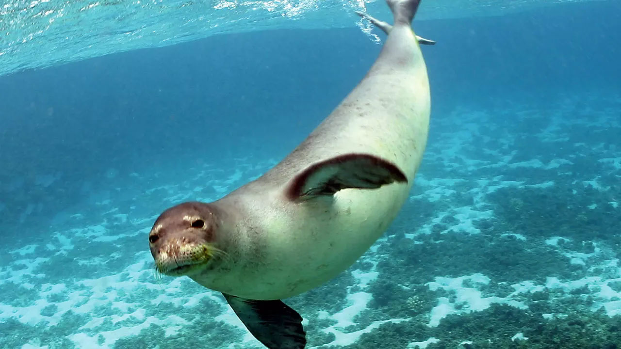 Mediterranean monk seal