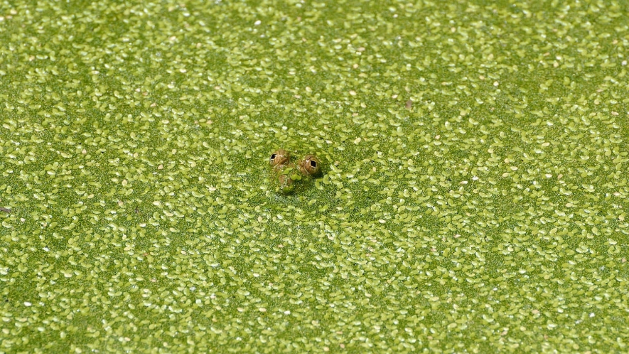 duckweed and frog