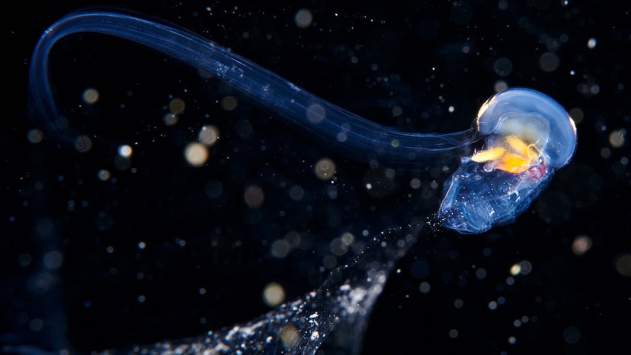 deep ocean floor organisms