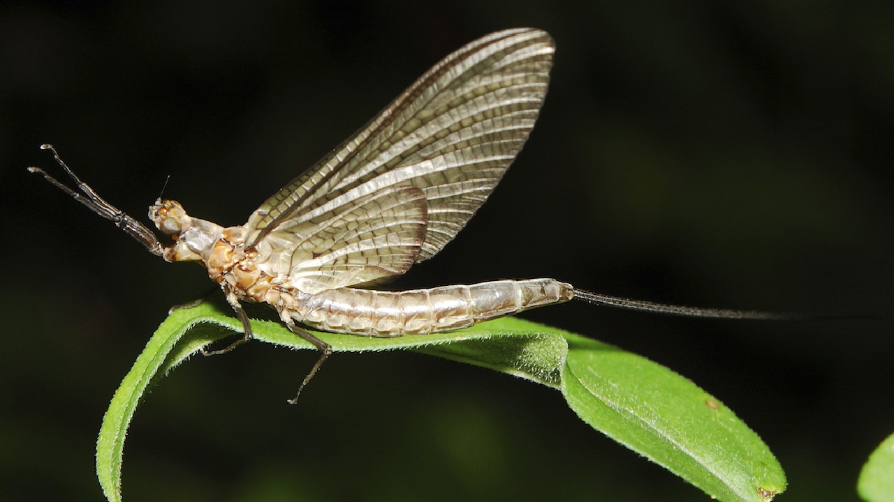 Mayfly