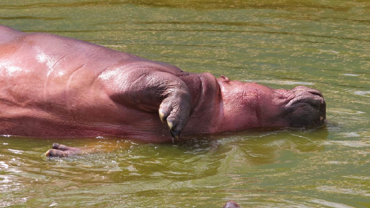 Hippo