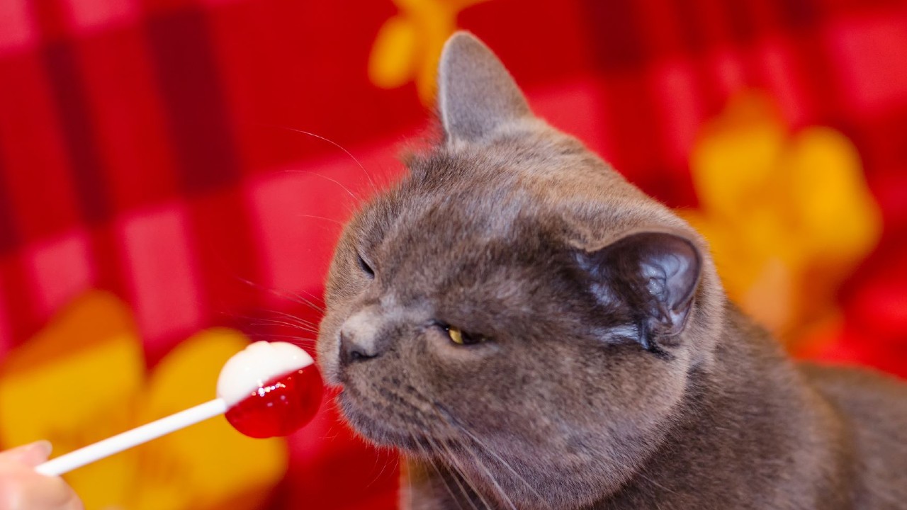 cat eating candy