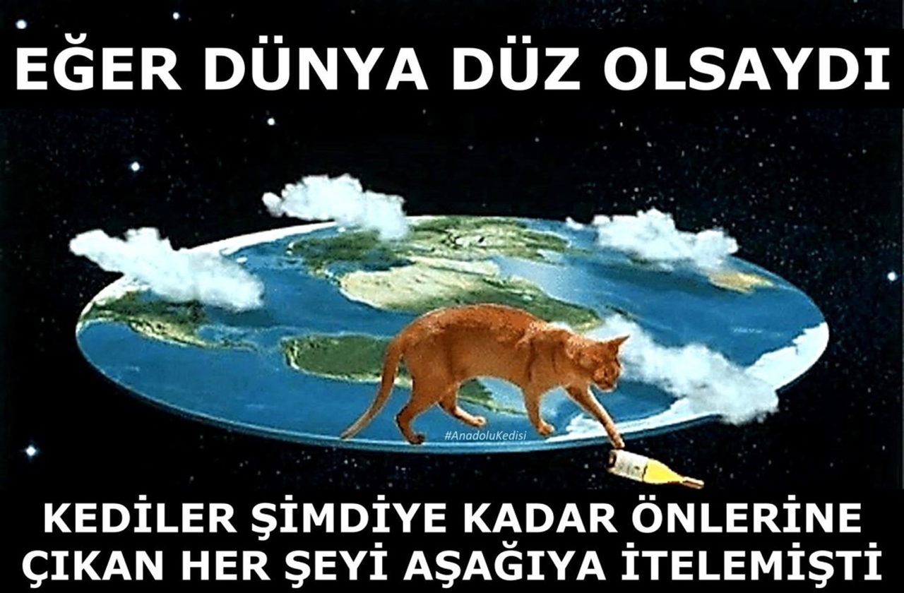 kediler neden bir şeyleri aşağıya atar