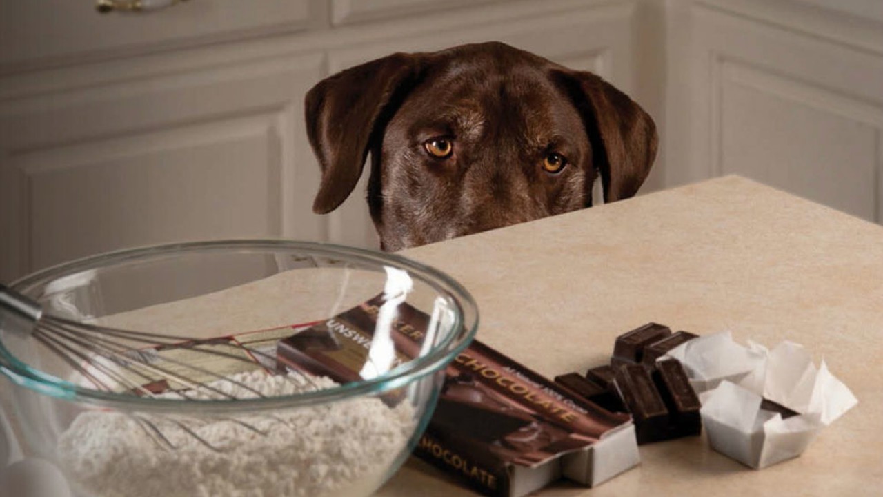 dog eating chocolate